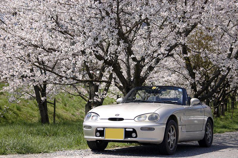 My Cappo under the cherry blossoms